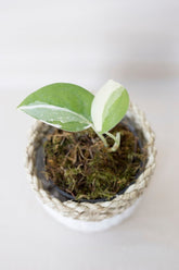 scindapsus jade satin white variegata